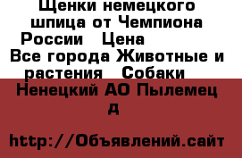 Щенки немецкого шпица от Чемпиона России › Цена ­ 50 000 - Все города Животные и растения » Собаки   . Ненецкий АО,Пылемец д.